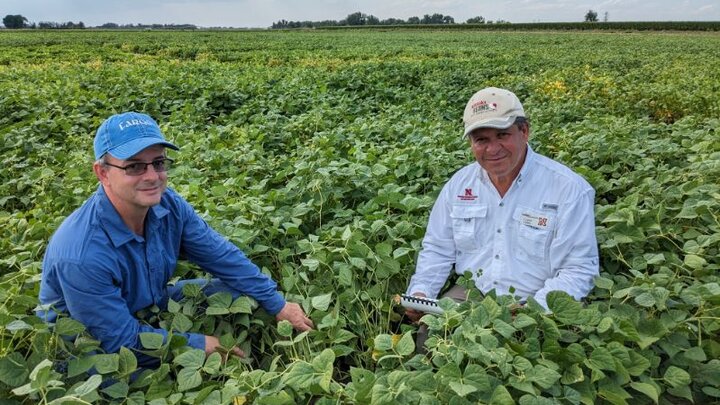 two men kneel in dry bean field