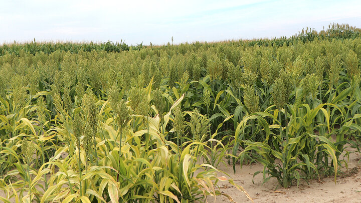 Grain sorghum plants growing in a sunny, open field.
