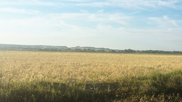 rye field after hail