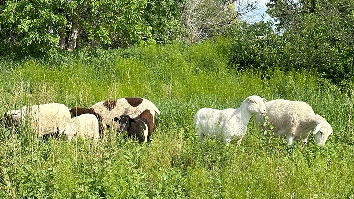 sheep grazing in grass