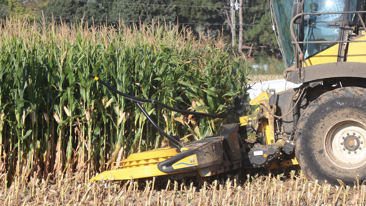 tractor cutting corn silage