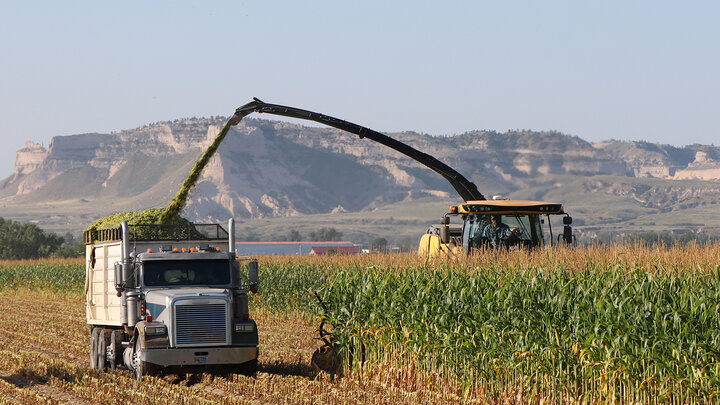 tractor cuts corn for silage