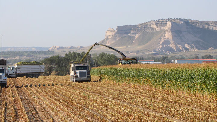 cornfield with combine delivering silage to trucks running along side it.