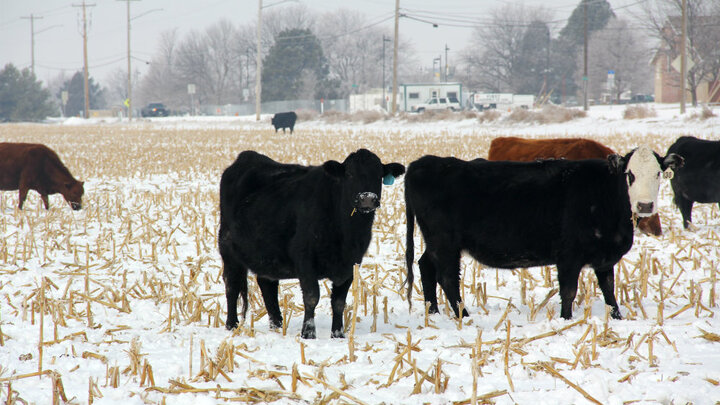 cattle graze cornstalks after snowfall