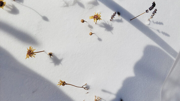 dead flowers covered in snow