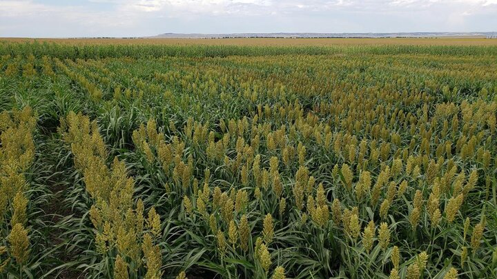 sorghum field still green