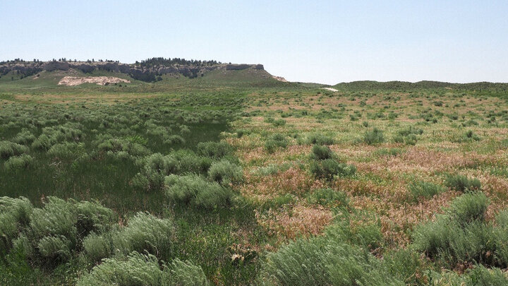 Grassland split into green and dry sections, with distant hills under a clear blue sky.