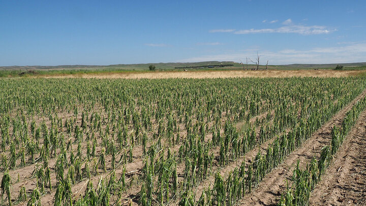 hailed corn