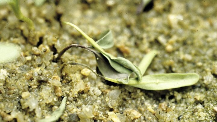 small plant in dirt