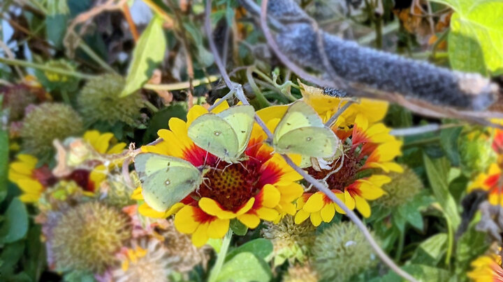 three yellow butterflies sit on flowers with a red pistal and yellow petals 