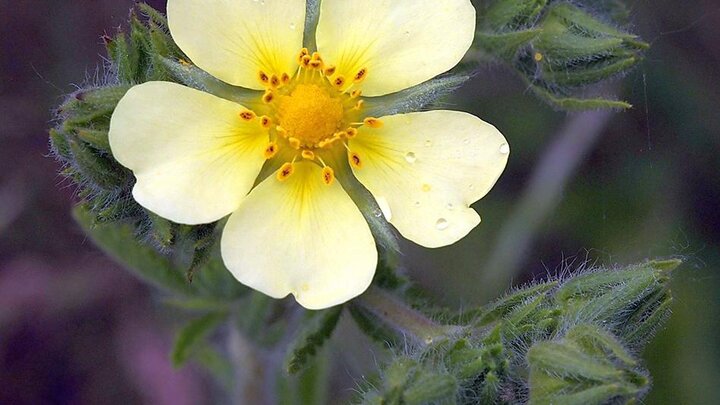 flower on a weed