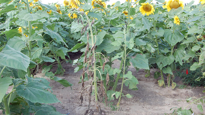 sunflower field