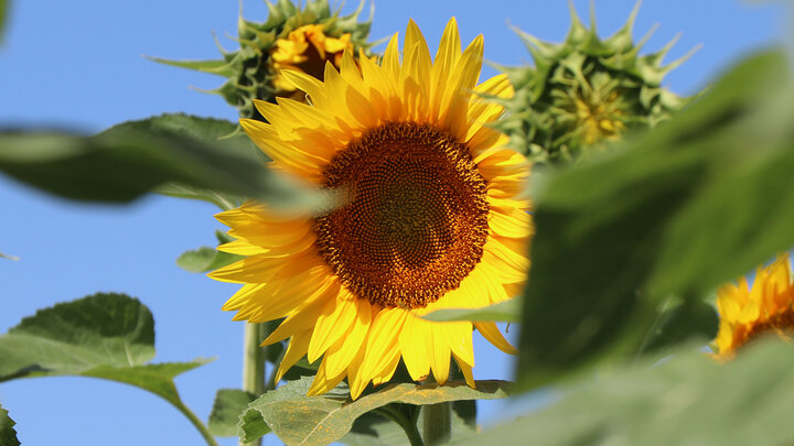 Sunflower in bloom