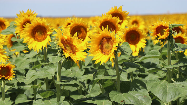 sunflower field in bloom