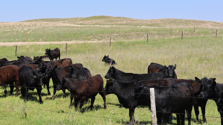 black cattle behind fence in pasture