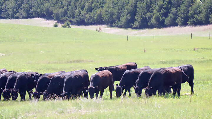 black angus cattle in a pasture grazing