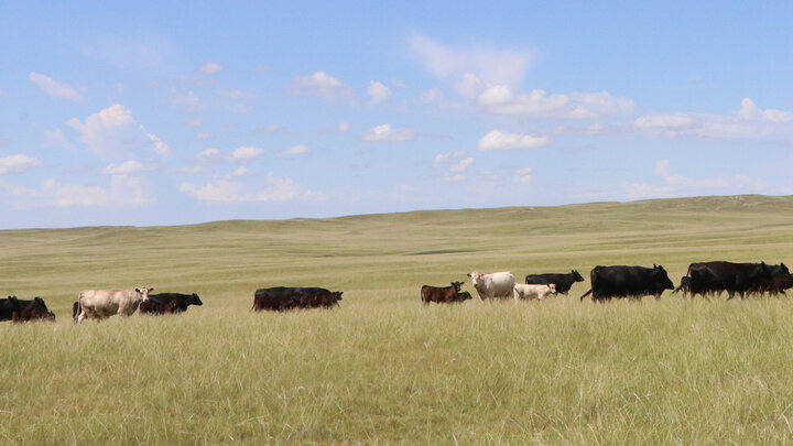 cattle grazing in range