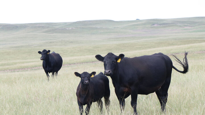 two black cows and one calf in grassland