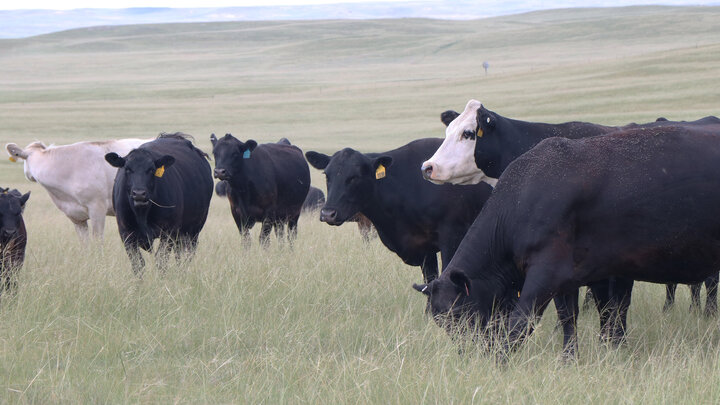 cattle grazing in range