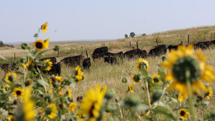 cattle seen in background of sunflowers