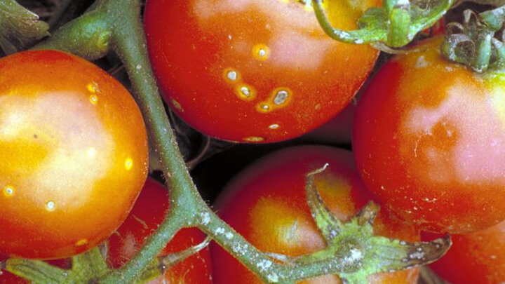 tomatoes with bacterial canker 