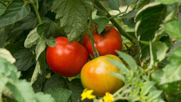 ripening tomatoes on a vine