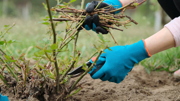 gloved hands cutting rose bush