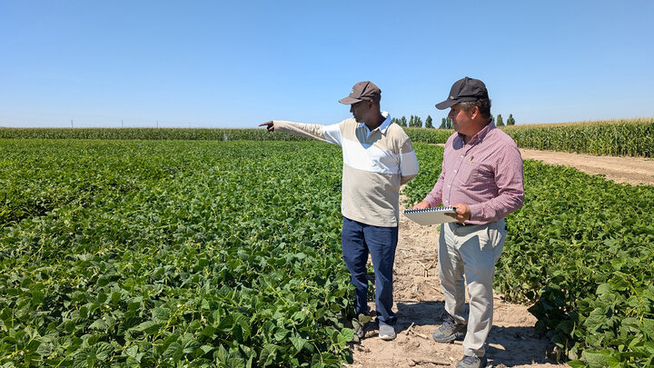 two men stand in dry bean field