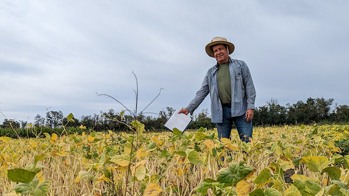 man in dry bean field