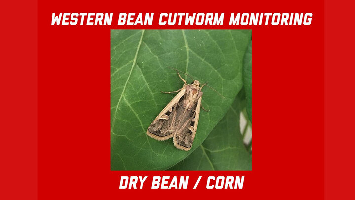 wbc moth on red background