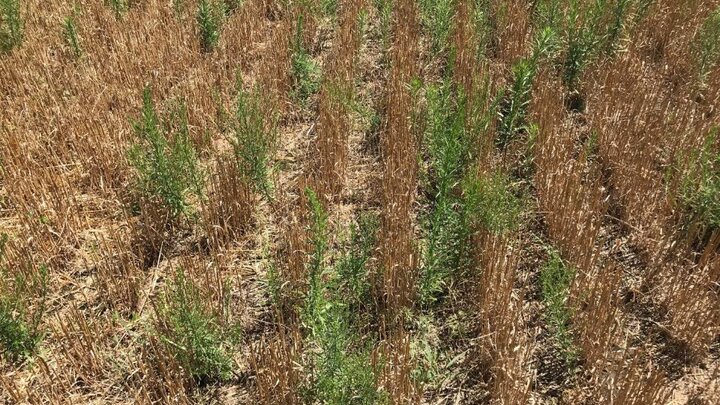 winter wheat sprouting in field