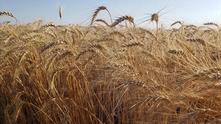 field of mature wheat