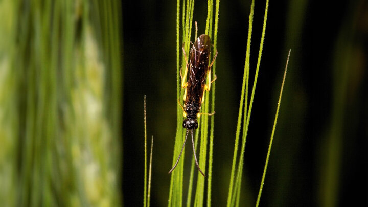 wheat stem sawfly on wheat plant