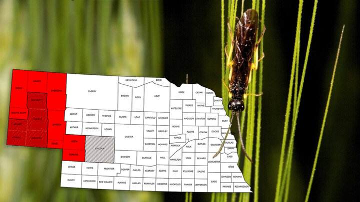 map of Nebraska with wheat stem sawfly