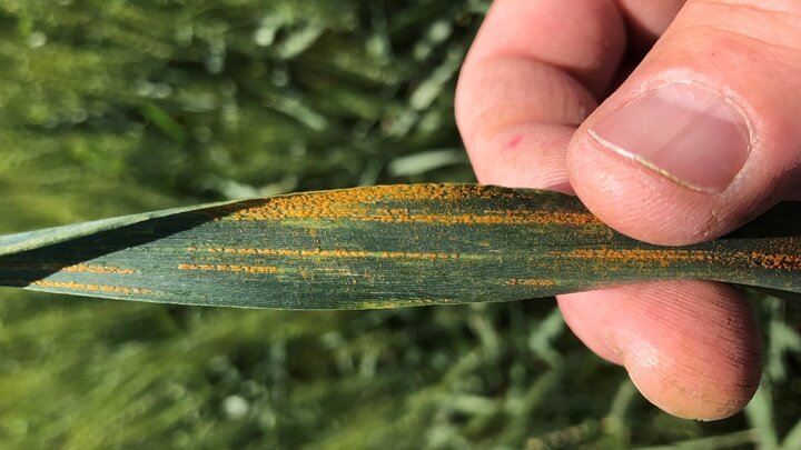 wheat leaf