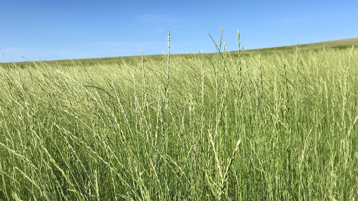 a field of western wheat grass 