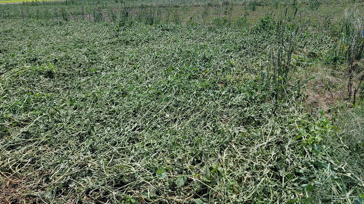 hailed field pea crop