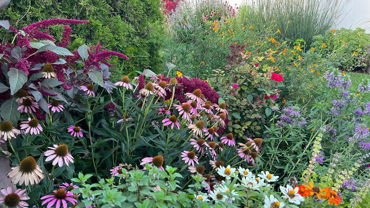 flowers and shrubs in a backyard