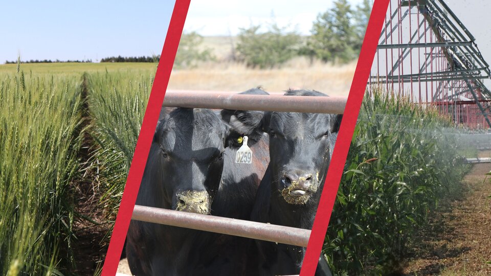 collage of agriculture