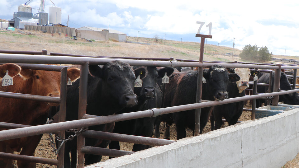 cattle at feed bunk