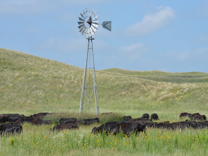 cattle grazing under windmill