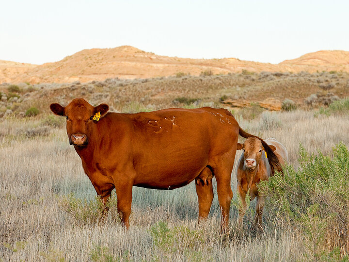 cow with calf in pasture