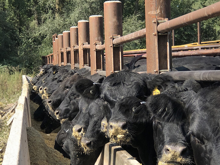 cattle eat at feed bunk