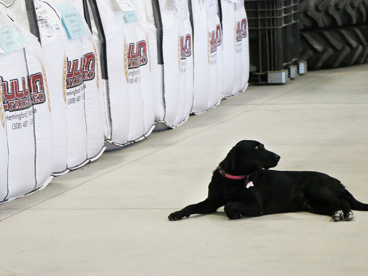black dog sits next to totes filled with wheat seed