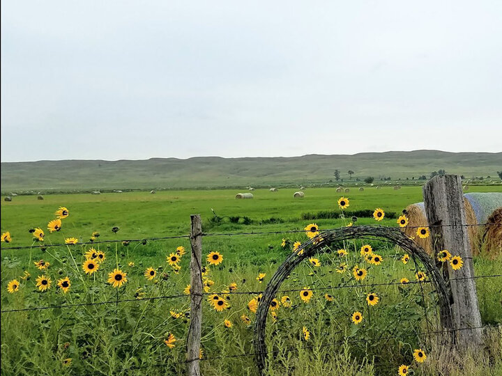 field with barbwire fence and wild sunflowers