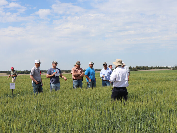 Standing in a green wheat field a tour group listens to a man speaking about wheat