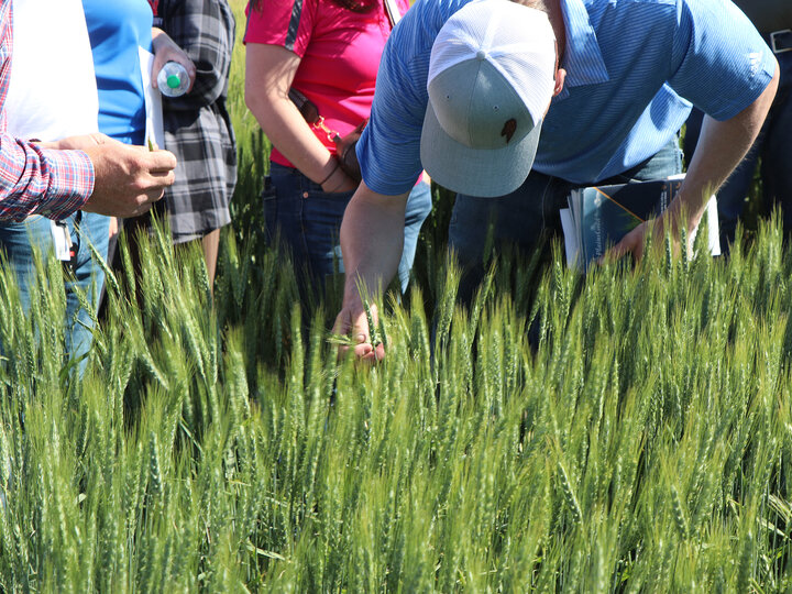 man in a crowd bends to look at winter wheat in a field