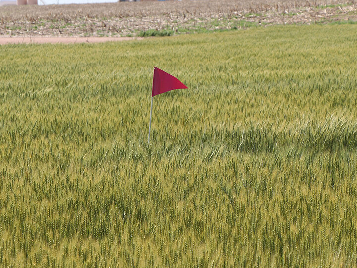 wheat field with red flag in it