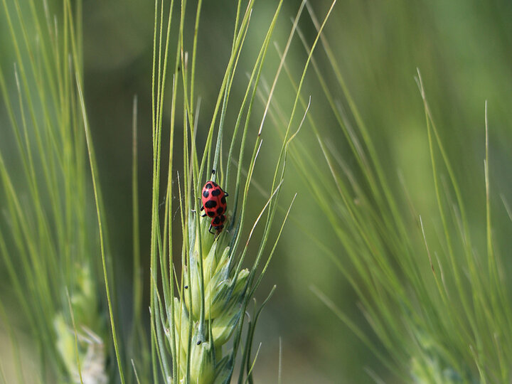 ladybug on wheat head