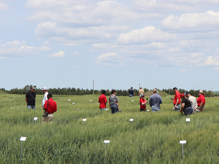 Group of people tour a green wheat field 